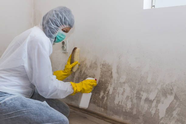 Best Mold Odor Removal Services  in Trevose, PA