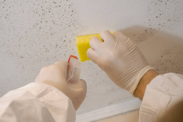 Best Biohazard Mold Removal  in Trevose, PA