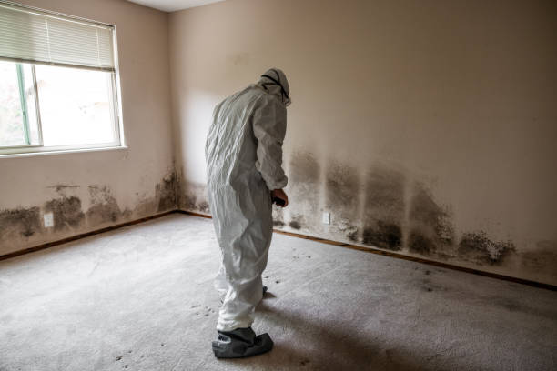 Mold Remediation for Rental Properties in Trevose, PA
